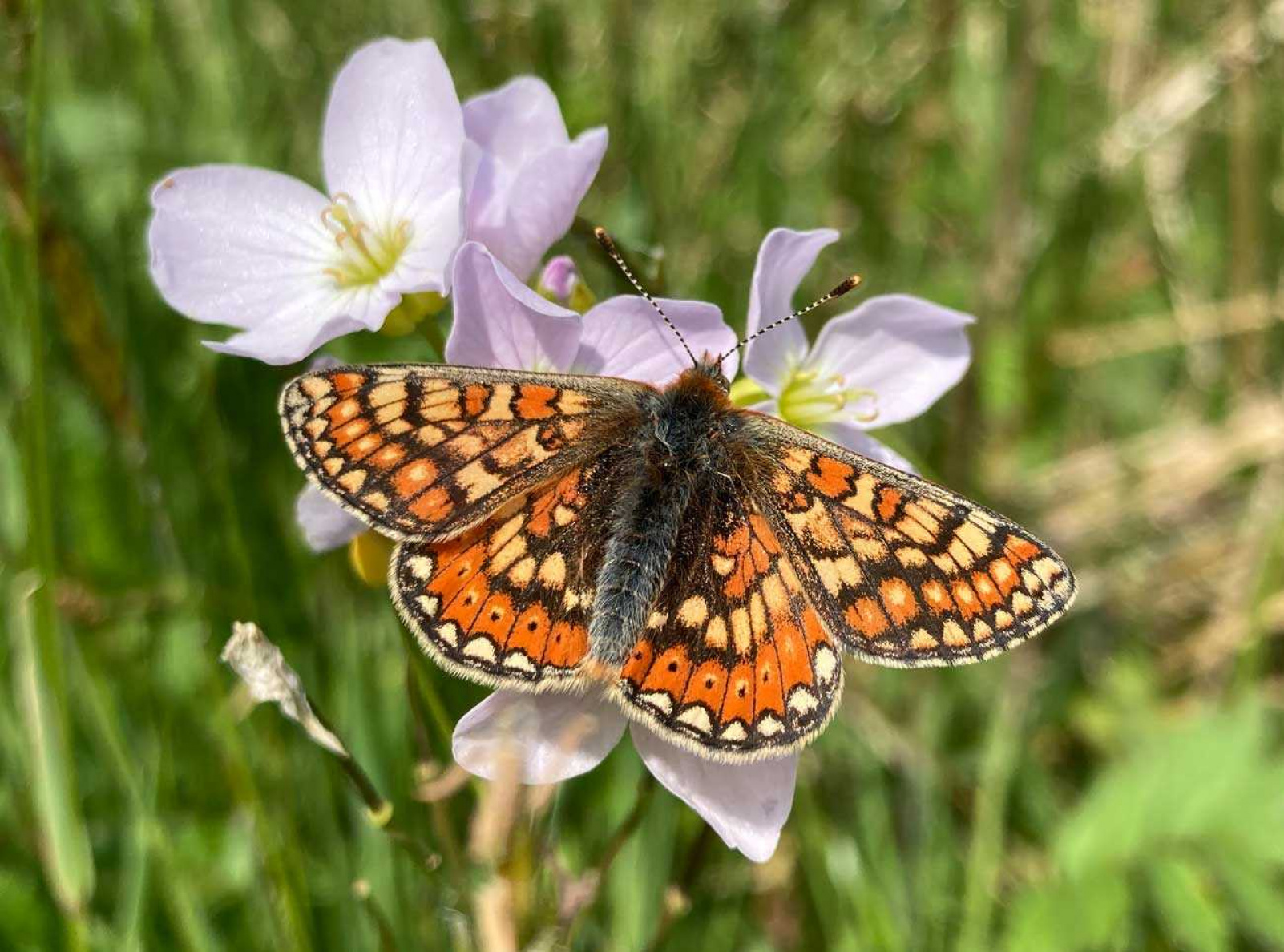01 Projects Nature Fritillary