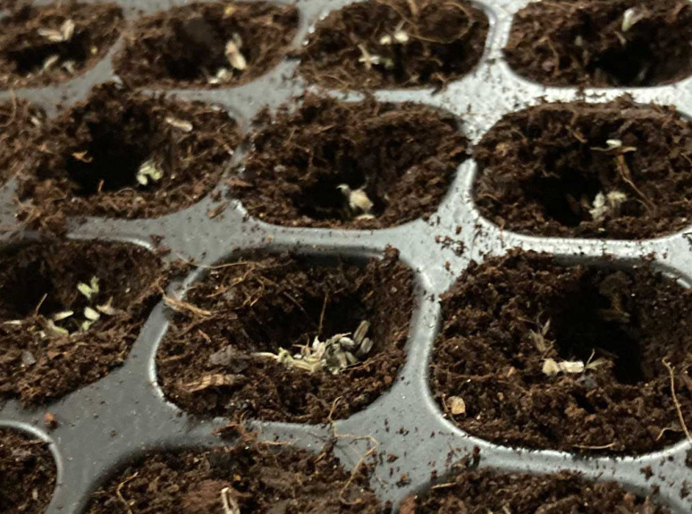 02 Projects Plug Plants